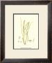 Seaweed Iii by Henry Bradbury Limited Edition Pricing Art Print
