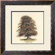 Common Beech by Samuel Williams Limited Edition Print