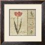 Delicate Flowers Iv by Lisa Audit Limited Edition Print