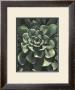 Lunar Succulent I by Megan Meagher Limited Edition Print