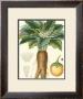 Tropicals Vii by Turpin Limited Edition Pricing Art Print