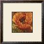 Orange Poppy by Nicole Etienne Limited Edition Pricing Art Print