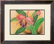 Pink Cattleya Orchid by Moki Hana Limited Edition Pricing Art Print