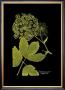 Weinmann Botanical On Black Iv by Johann Wilhelm Weinmann Limited Edition Pricing Art Print