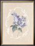 Framed Lilac Ii by Rue De La Paix Limited Edition Print