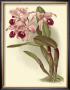 Dramatic Orchid Iii by H.G. Moon Limited Edition Print