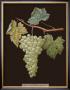 Brookshaw White Grapes by George Brookshaw Limited Edition Pricing Art Print