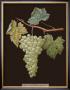 Brookshaw White Grapes by George Brookshaw Limited Edition Print