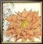 Botanica Iii by Jennifer Goldberger Limited Edition Print