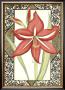 Lattice Amaryllis by Chariklia Zarris Limited Edition Pricing Art Print