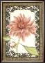 Lattice Dahlia by Chariklia Zarris Limited Edition Pricing Art Print