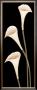 Calla Lilies On Black by Maria Girardi Limited Edition Pricing Art Print