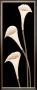 Calla Lilies On Black by Maria Girardi Limited Edition Print