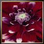 Red Dahlia by Beth Winslow Limited Edition Print