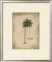 Cocoa Palm by Hewitt Limited Edition Print