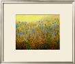 Roadside Chickory by John Newcomb Limited Edition Print