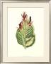 Tropical Canna Iv by Van Houtt Limited Edition Print