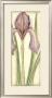 Becky's Iris I by Chariklia Zarris Limited Edition Pricing Art Print