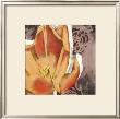 Radiant Tulips Ii by Jennifer Goldberger Limited Edition Pricing Art Print