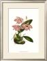 Blushing Orchids Iii by Van Houtt Limited Edition Pricing Art Print