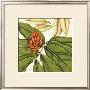 Tropical Blooms And Foliage Ii by Jennifer Goldberger Limited Edition Print