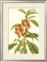 Tropical Fruit And Foliage I by Jennifer Goldberger Limited Edition Print