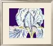 Iris I by Nancy Slocum Limited Edition Print