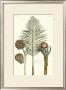Exotic Palm Ii by Pierre-Joseph Buchoz Limited Edition Print
