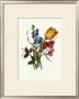 Bouquet With Tulipa Gesneriana by Mary Lawrence Limited Edition Print