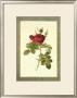 Grandiflora Ii by Sarah Elizabeth Chilton Limited Edition Pricing Art Print