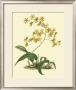 Antique Orchid Study I by Syndenham Edwards Limited Edition Print
