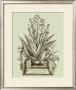 Vintage Aloe Iv by Abraham Munting Limited Edition Print
