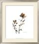 Watermark Wildflowers Vi by Jennifer Goldberger Limited Edition Print
