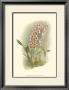 Orchid Garden Ii by H.G. Moon Limited Edition Print