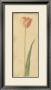 Botanical Tulipe by Danhui Nai Limited Edition Print