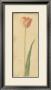 Botanical Tulipe by Danhui Nai Limited Edition Pricing Art Print