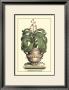 Antique Munting Aloe Ii by Abraham Munting Limited Edition Print