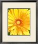 Daisy Burst by Tomiko Tan Limited Edition Pricing Art Print