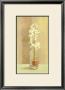 White Flower In Bottle by David Col Limited Edition Pricing Art Print