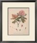 Joseph Dalton Hooker Pricing Limited Edition Prints