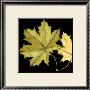 Tandem Leaves Ii by Jennifer Goldberger Limited Edition Print