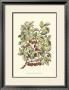 Cherry Tree Branch by Henri Du Monceau Limited Edition Pricing Art Print