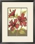 Sophisticated Hibiscus Ii by Jennifer Goldberger Limited Edition Print