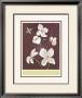 Clematis Ii by Anne Gerarts Limited Edition Print