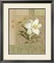 Summer Lily by Danhui Nai Limited Edition Print