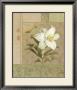 Summer Lily by Danhui Nai Limited Edition Pricing Art Print