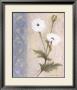 Poppy Composition by Deborah K. Ellis Limited Edition Print