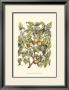 Apricot Tree Branch by Henri Du Monceau Limited Edition Print