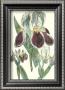 Iris by Sydenham Teast Edwards Limited Edition Pricing Art Print