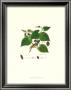 Mulberry Tree by John Miller (Johann Sebastien Mueller) Limited Edition Pricing Art Print